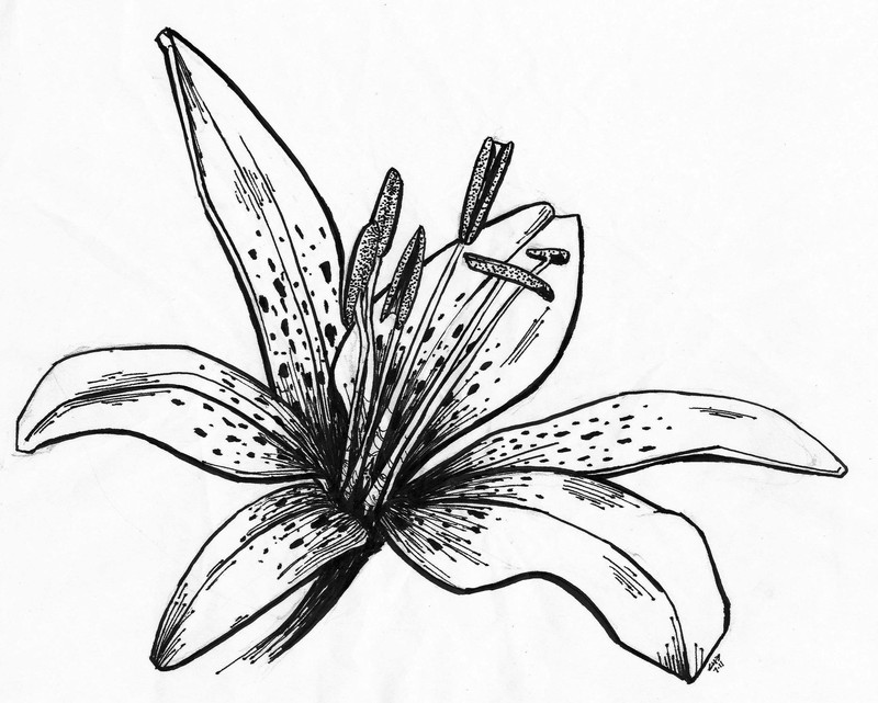 Flower | Pen on paper, 20x29cm