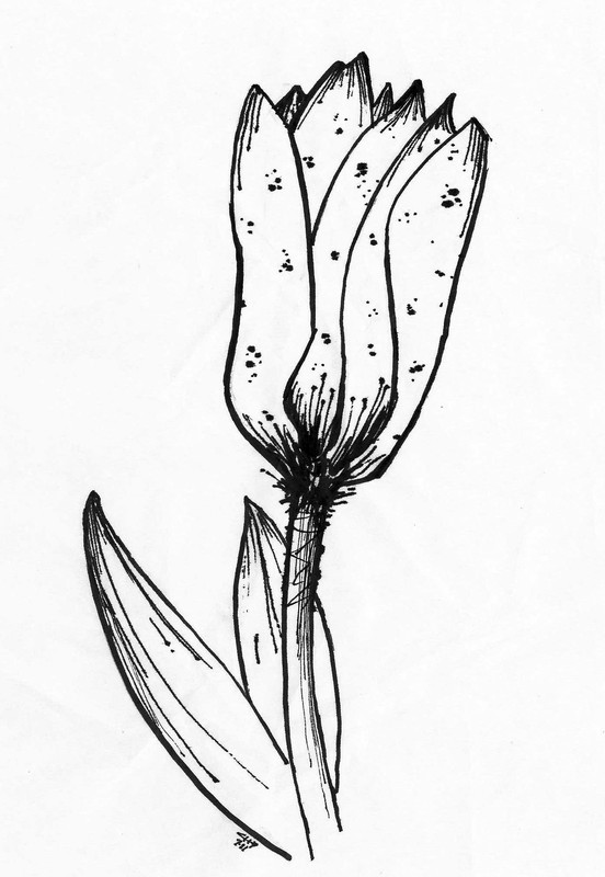 Flower | Pen on paper, 13x18cm