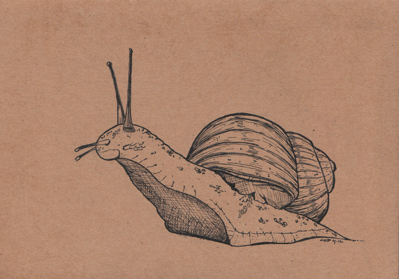 Snail | 18x13cm, ink on cardboard
