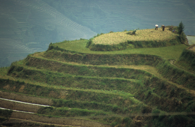 Rice terraces
