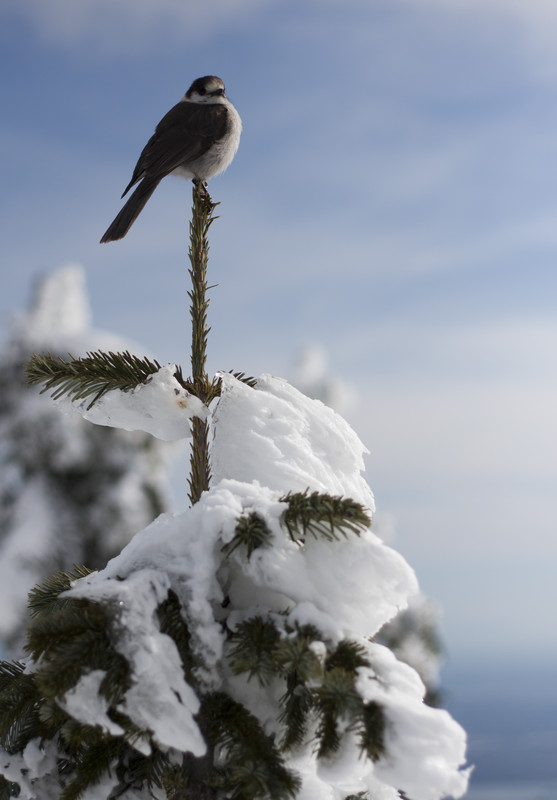 Bird | Snowshoeing at Cypress mountain