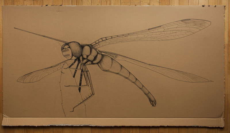 Dragonfly | 151x77cm markers on containerboard