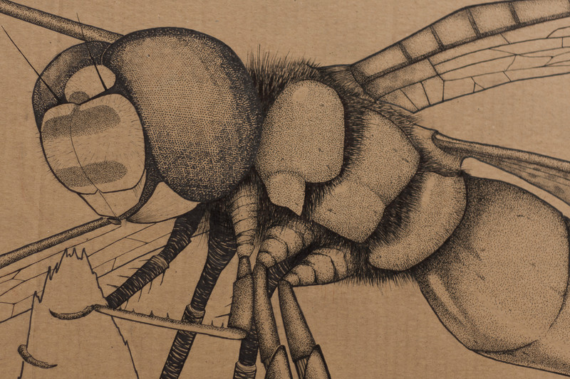 Dragonfly | 151x77cm markers on containerboard. Detail
