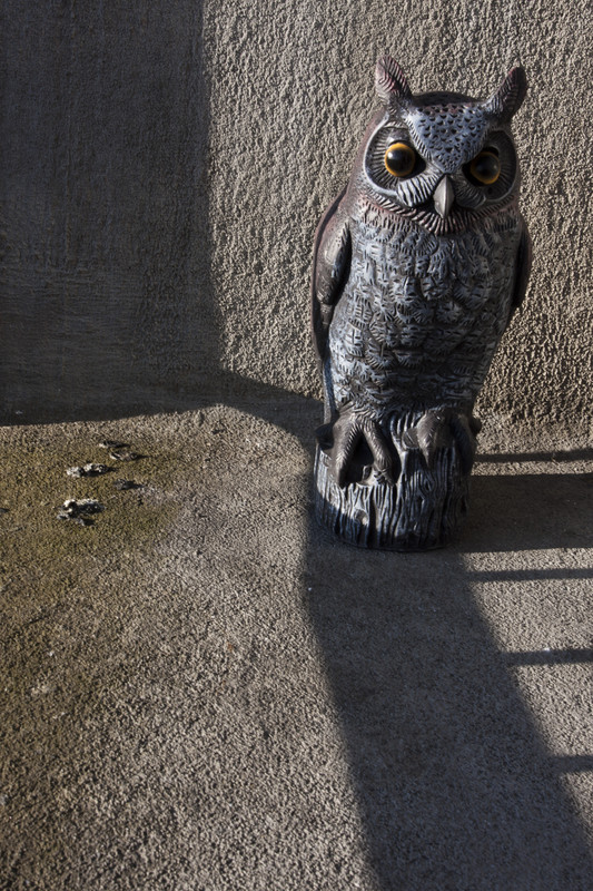 The owl and the poo | Pigeon Pest Control fail | Canada | British Columbia | Vancouver | West End