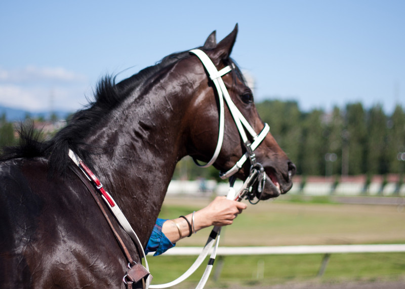Horse Track | At Hastings