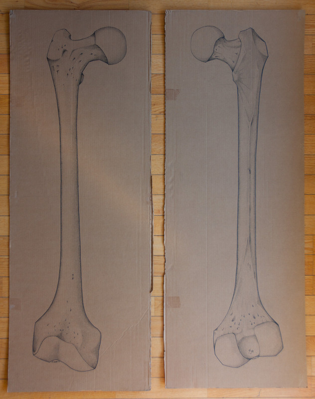 Right Femur | 124x47cm markers on containerboard