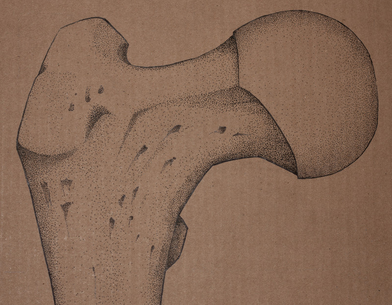 Right Femur | 124x47cm markers on containerboard. Detail
