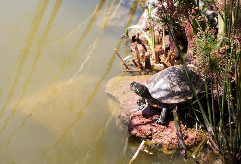 Turtle | At Museo Nacional De Antropologia
