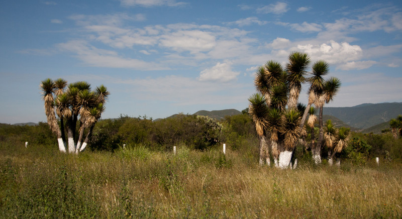 On the way to Oaxaca
