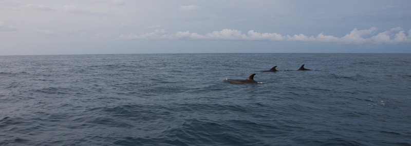 Dolphins | At Puerto Escondido