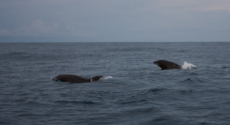 Dolphins | At Puerto Escondido