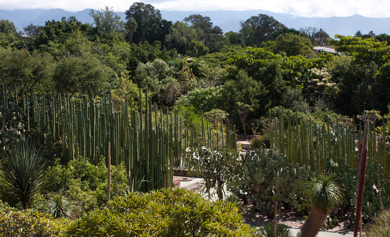 Botanic garden | by Santo Domingo