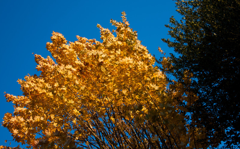 Autumn with clear sky