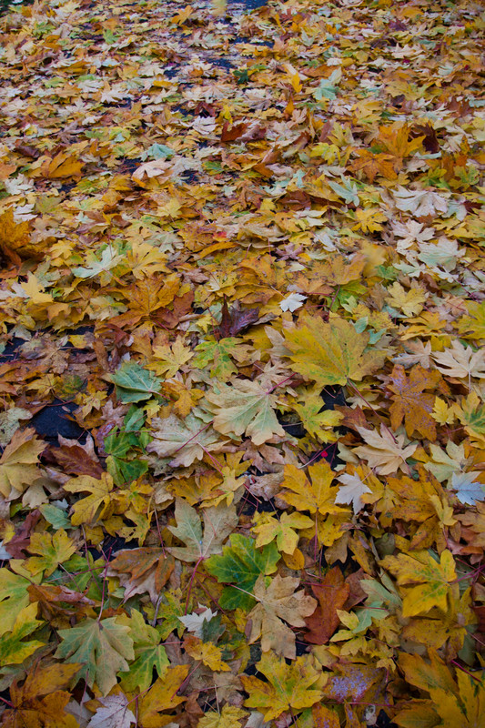 Leaf blanket