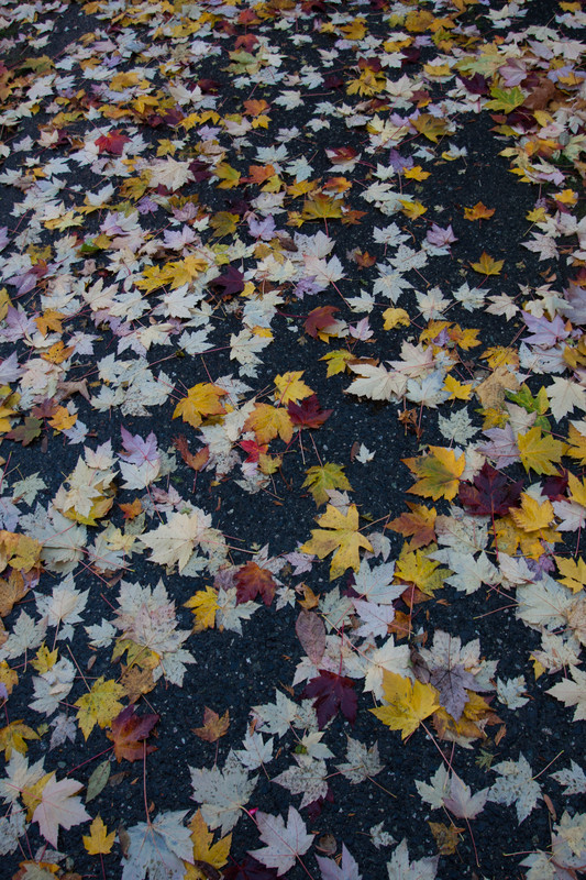 Leaf blanket
