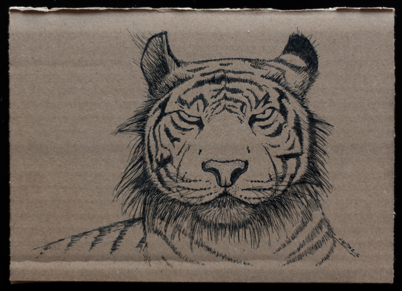 Tiger | 18x13cm, ink on cardboard