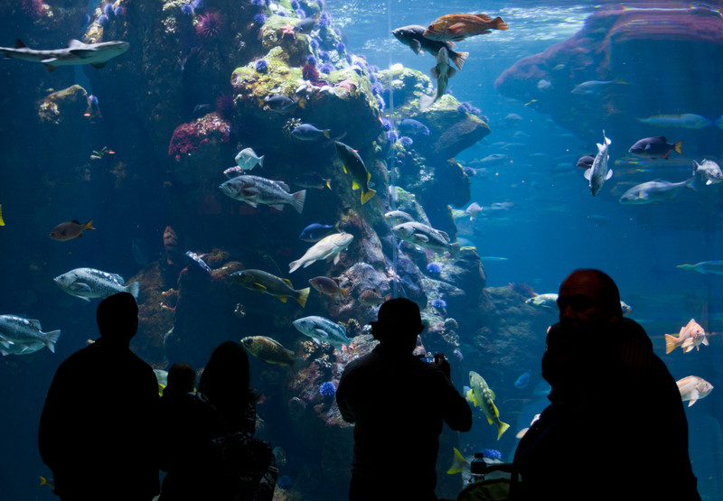 Aquarium | At California Academy of Science