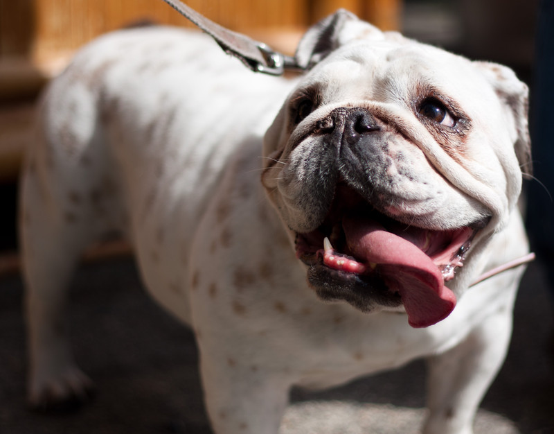 photo 120527_8418 | At the 5th Show And Shine, Vancouver