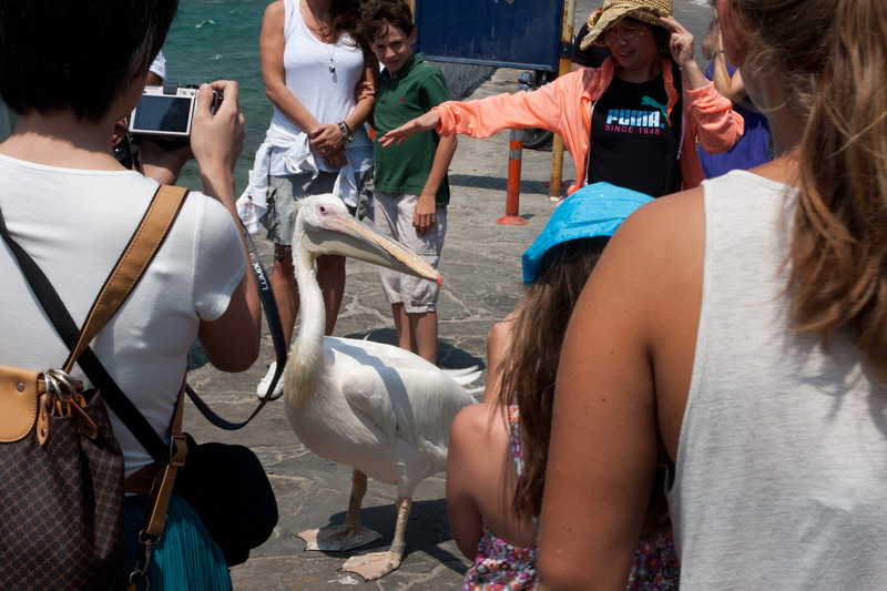 Petros the pelican