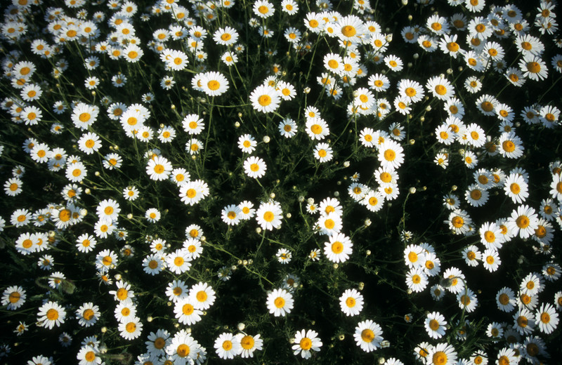marguerites |  
