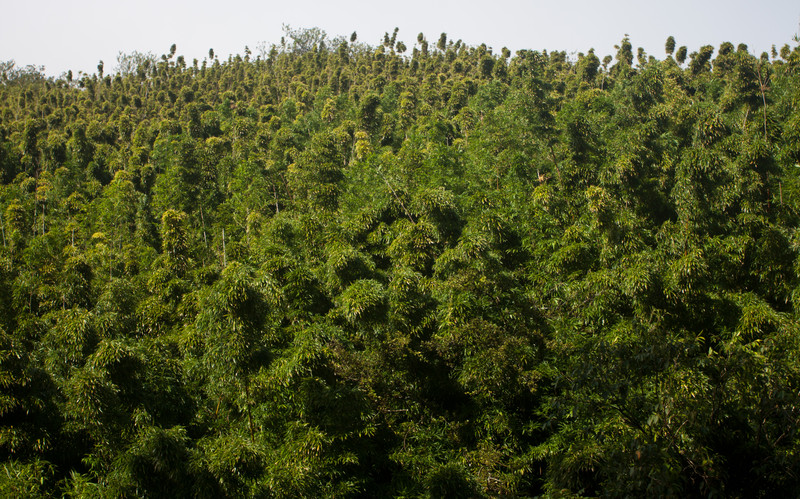 Kipahulu | Bamboo forest
