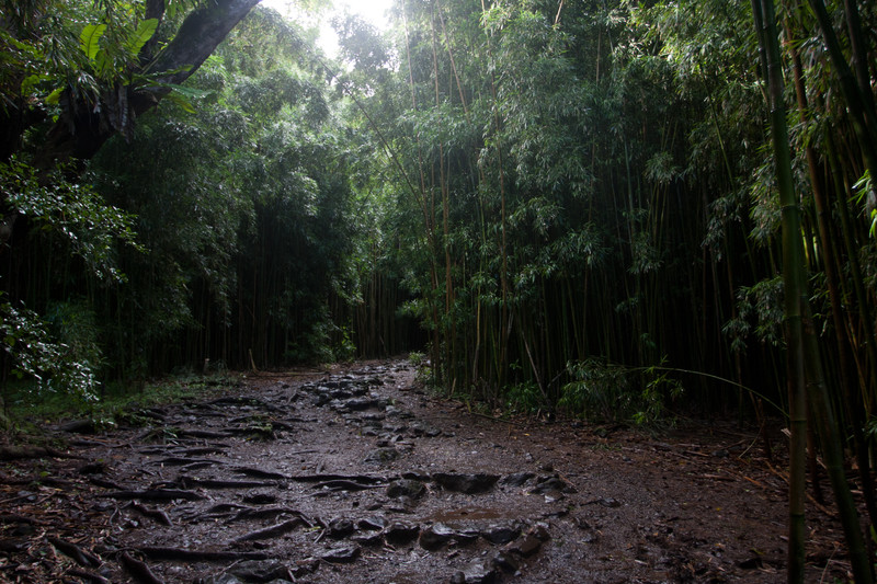 Kipahulu | Bamboo forest
