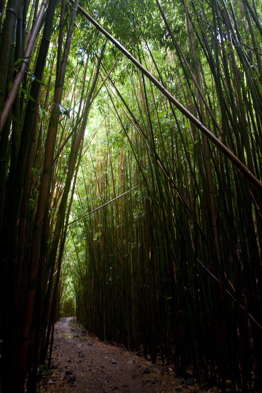 Kipahulu | Bamboo forest