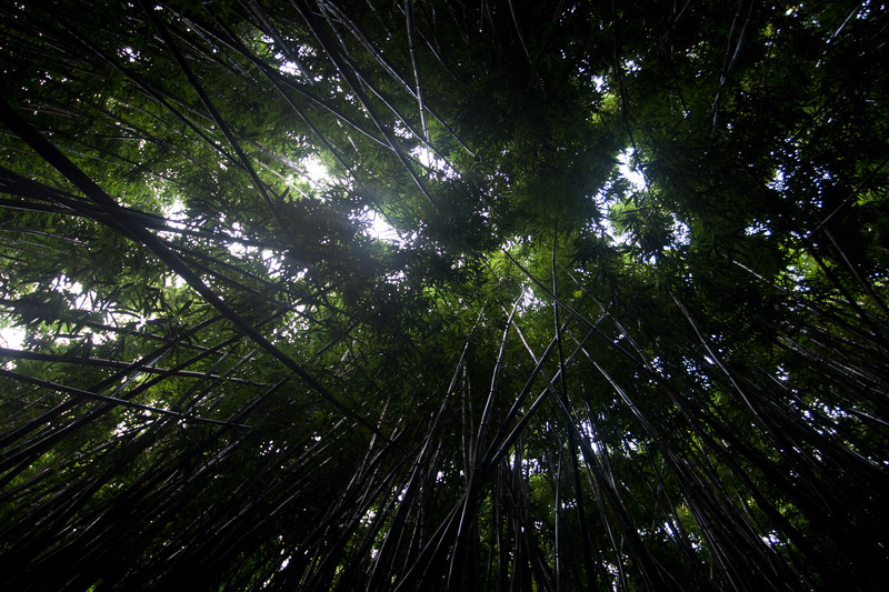 Kipahulu | Bamboo forest