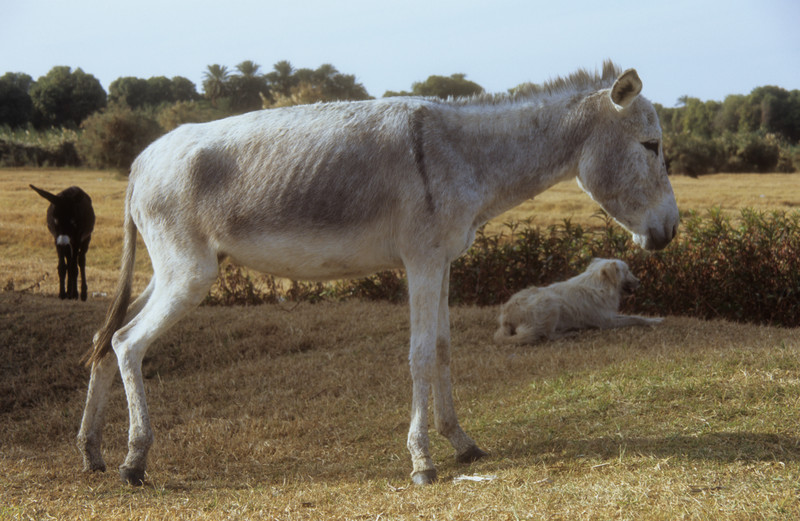 Two donkeys one dog