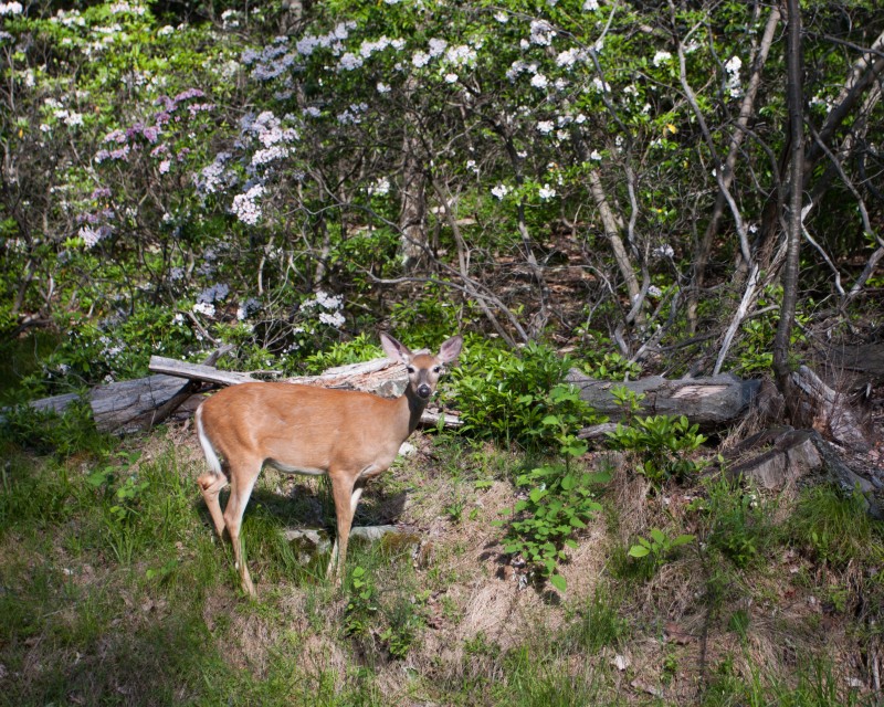 photo 160612_8221 | Bear Mountain