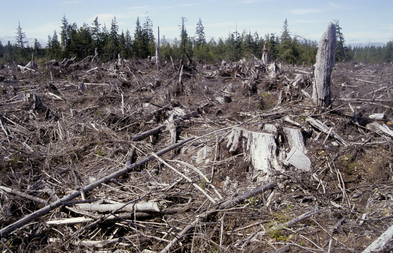 timber | for toilet paper