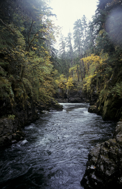 River | with Salmons swimming upstream