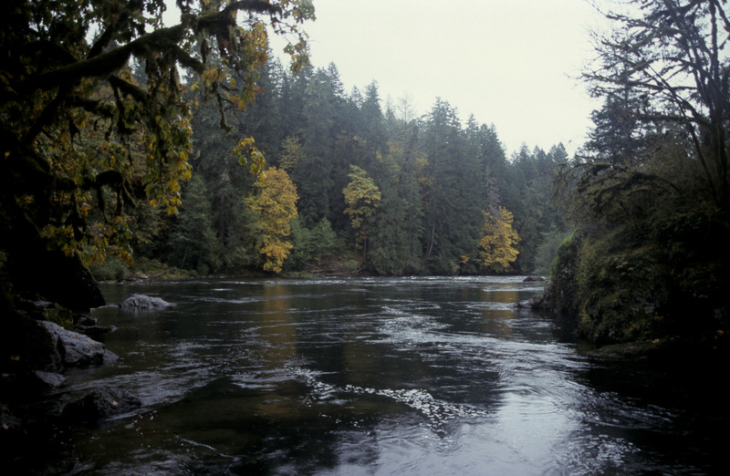 River | with Salmons swimming upstream