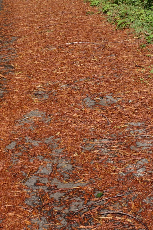 Prairie Creek Redwoods