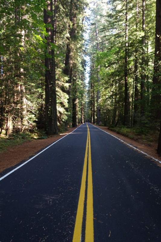 Humboldt Redwoods State Park