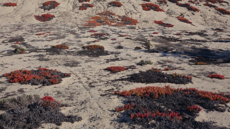 Marina Dunes Preserve