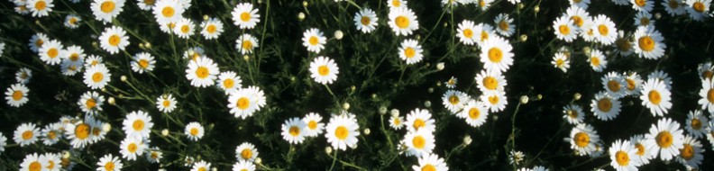 marguerites